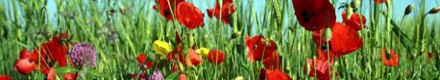 Sommaräng